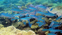 Caesio caerulaurea