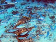 Caesio caerulaurea