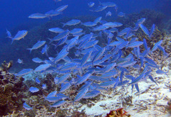 Caesio caerulaurea