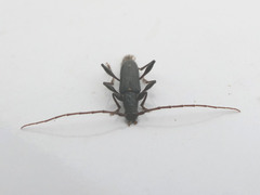 Callidiopis scutellaris
