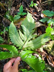 Tectaria heracleifolia