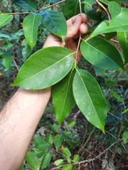 Nectandra coriacea