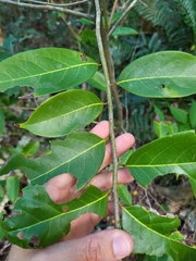 Nectandra coriacea