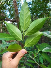 Nectandra coriacea