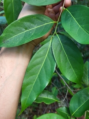 Nectandra coriacea