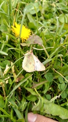 Colias vauthierii
