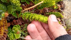 Polystichum andinum