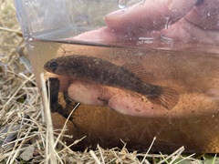 Umbra pygmaea