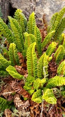 Polystichum andinum