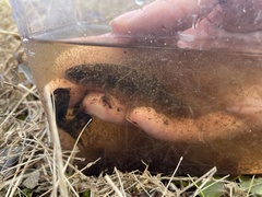Umbra pygmaea