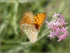 Argynnis