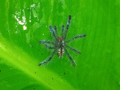 Pachistopelma rufonigrum