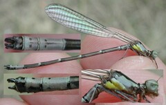 Chromagrion conditum