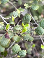 Cercocarpus minutiflorus