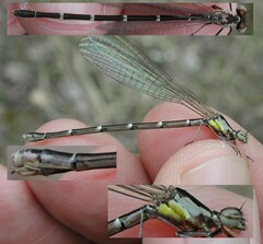 Chromagrion conditum