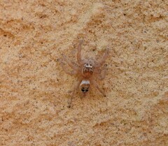 Thyene imperialis