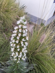 Echium simplex