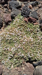 Clinopodium darwinii