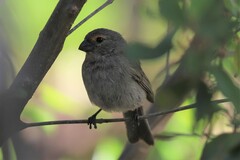Melopyrrha violacea