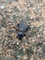 Scotobius pilularius