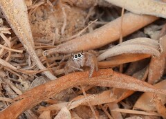 Thyene imperialis