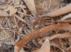 Thyene imperialis