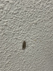 Lepidoptera