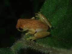 Dendropsophus minutus