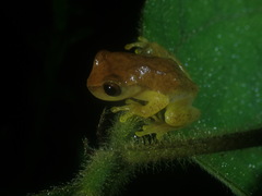 Dendropsophus minutus