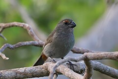 Melopyrrha violacea