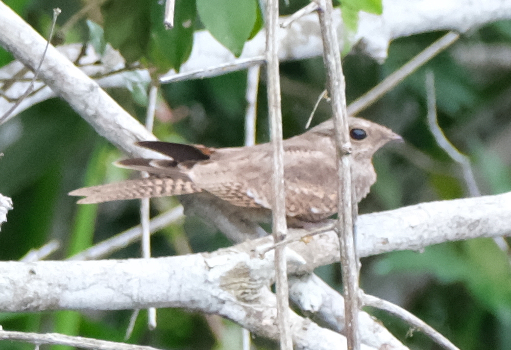 Ladder-tailed Nightjar (Hydropsalis climacocerca), photo 10