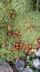 Azorella valentini