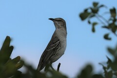Mimus gundlachii