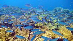Caesio caerulaurea