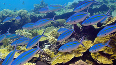 Caesio caerulaurea
