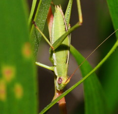 Polichne