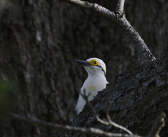 Melanerpes candidus