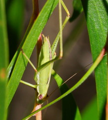 Polichne