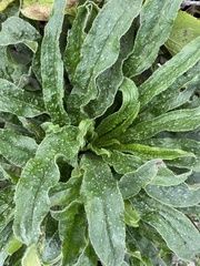 Echium vulgare