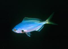 Yellow and Blueback Fusilier photo 3