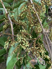 Combretum glaucocarpum