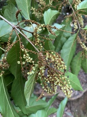 Combretum glaucocarpum