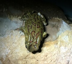 Sclerophrys garmani