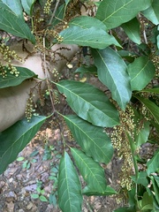 Combretum glaucocarpum