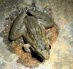 Ptychadena anchietae
