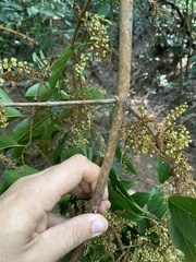 Combretum glaucocarpum