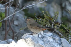Melopyrrha violacea