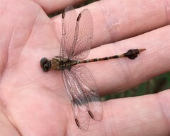 Paragomphus genei