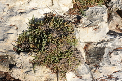 Arthrocaulon macrostachyum