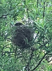 Zosterops lateralis lateralis